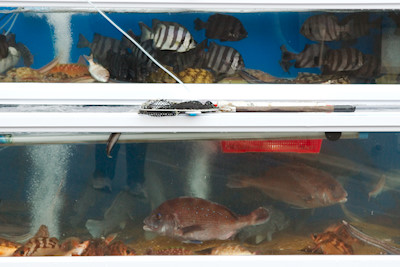 In Aquarien vor den Restaurants kann man sich die Fische aussuchen, die man Essen möchte